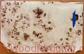 topola-czeczota-poplar-burl-top-15-13