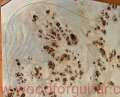 topola-czeczota-poplar-burl-top-les-paul-10-10