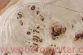 topola-czeczota-poplar-burl-top-15-9