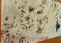 topola-czeczota-poplar-burl-top-15-1